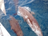 dauphins dauphins